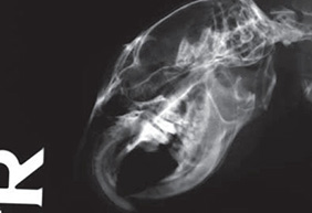 Pravostranný laterální rentgenogram prezentovaného pacienta