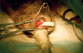 Operace – zakrácení mandibulárních řezáků