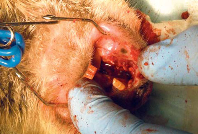 Operace – vizualizovaný alveolus