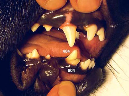 Komplikovaná korunková fraktura dočasného zubu 804, u kterého nedošlo k exfoliaci