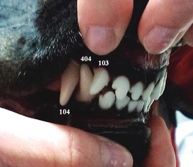 Stav za tři týdny po extrakci zbytku dočasného zubu, korunka špičáku 404 je normální délky a zaujala pozici v zámku mezi maxilárním třetím řezákem a špičákem