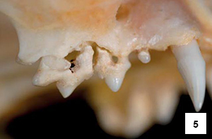 Resorpční léze odhalená na zubu kočky; lebka patří do kolekce historického přírodního muzea ve městě Bern (Švýcarsko)
