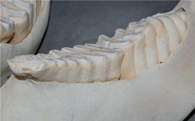 Vzhledem k tomu, že se moláry pohybují rostrálně, korunky se zkracují a kořen se vstřebává, dokud se nosná část zubů nezlomí