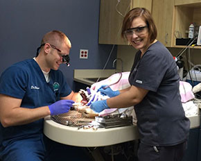 Dr. Allen Skinner, DVM v průběhu ošetření pacienta s parodontitidou.