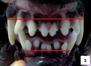 Obr. 3 - Frontální pohled na obě čelisti. Červené úsečky zobrazují nepoměr šířky čelistí, červené šipky tzv „crowding eff ect“ – efekt hromadění špičáků typický pro úzkou spodní čelist