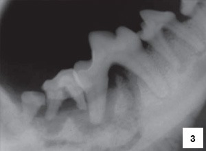 Obr. 3 – Intraorální RTG snímek pravé spodní čelisti. Evidentní je kostní sekvestr ohraničený radiolucentní linií a periostální reakce na ventrálním okraji mandibuly.