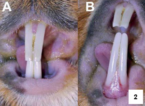 Obr. 2 – Detailní pohled na maxilární (A) a mandibulární (B) řezáky. Labiální plocha řezáků je kryta sklovinou, která by měla být hladká a lesklá. U morčat není sklovina pigmentovaná, a proto má bílou barvu