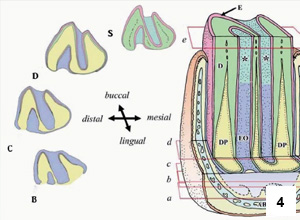 Obrázek znázorňuje trojrozměrné a transverzální pohledy na mandibulární premolár nebo molár morčete domácího v odlišných pozicích (A – E), kde část na lingvální straně byla sagitálně vyjmuta pro zobrazení řezné plochy dentinu (D), zubní dřeně (DP), skloviny (S), sklovinné matrix (EO) a chrupavce podobnému cementu (*). Obrázek upraven dle Hashimoto a kol.<sup>49</sup>