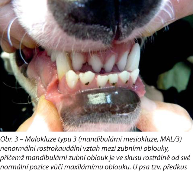 Malokluze typu 3 (mandibulární mesiokluze, MAL/3) nenormální rostrokaudální vztah mezi zubními oblouky, přičemž mandibulární zubní oblouk je ve skusu rostrálně od své normální pozice vůči maxilárnímu oblouku. U psa tzv. předkus